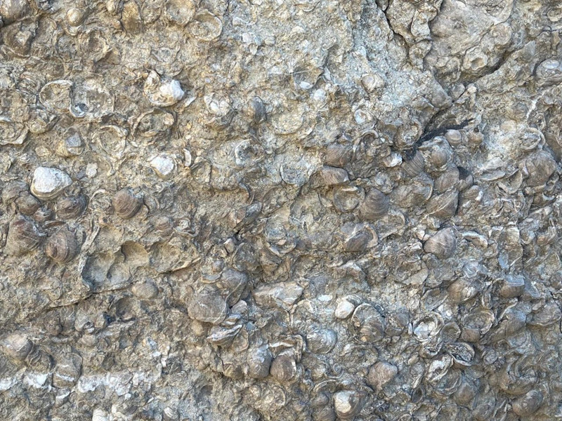 Dağların kalbinde deniz izleri! Erzurum’da 200 milyon yıllık fosil heyecanlandırdı - Resim: 4