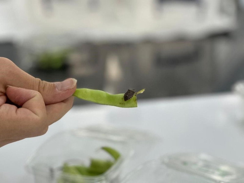 Karadeniz’de hızla yayılan istilacı tehlike pik noktasında! Uzmandan çarpıcı açıklama: “Yok etme şansımız yok” - Resim: 2