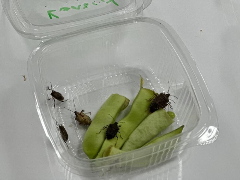 Karadeniz’de hızla yayılan istilacı tehlike pik noktasında! Uzmandan çarpıcı açıklama: “Yok etme şansımız yok” - Resim: 1