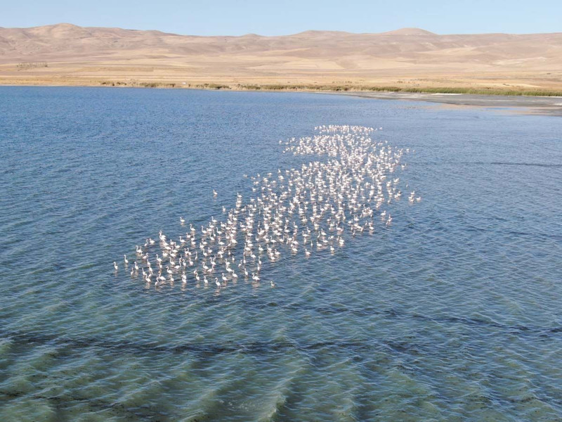 İran’daki göl kuruyunca yönlerini değiştirdiler! Van Gölü havzası onlarla doldu taştı - Resim: 1