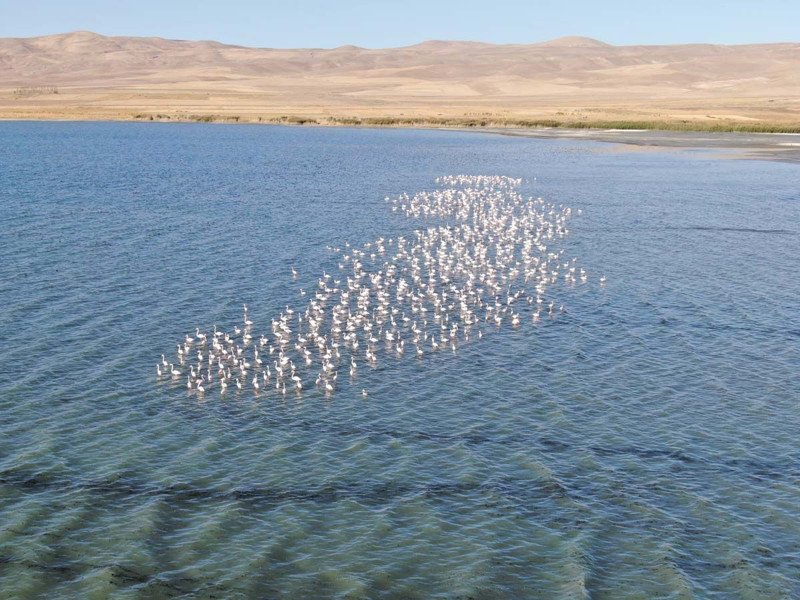 İran’daki göl kuruyunca yönlerini değiştirdiler! Van Gölü havzası onlarla doldu taştı - Resim: 7