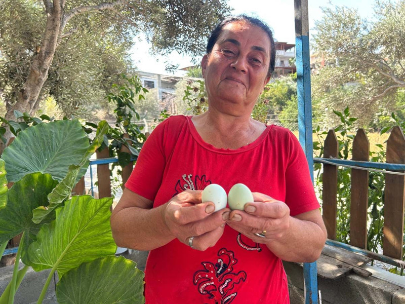 Hatay'da kümese giren kadın 100 tavuk arasında sadece 2'sinde gördü! Altlarına bakınca şaşkına döndü - Resim: 3