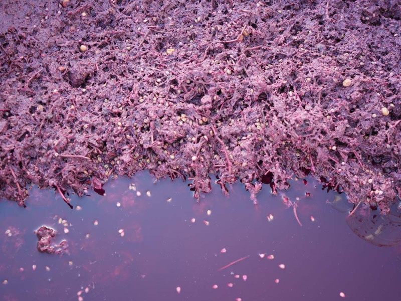Karadeniz'de topraktan çıkmaya başladı! Kanser hücrelerini 1'er 2'şer vücuttan uzaklaştırıyor - Resim: 5