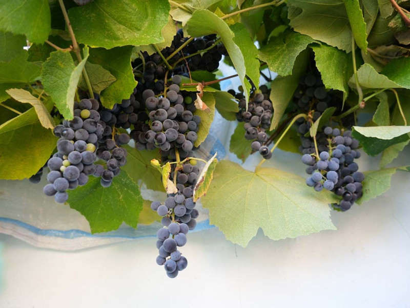 Karadeniz'de topraktan çıkmaya başladı! Kanser hücrelerini 1'er 2'şer vücuttan uzaklaştırıyor - Resim: 9