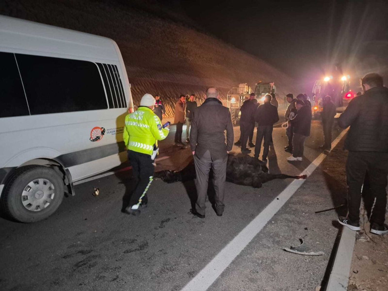 Malatya'da feci olay! Milyonluk yarış tayları çiftlikten kaçtı: 8'i öldü, bazıları kayıp - Resim: 3