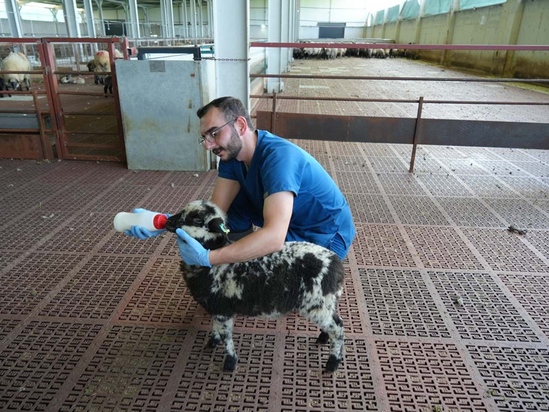 Kastamonu'da 4 yıldır süren bilimsel çalışma bitti! 55 koyundan çıkan sonuç inanılmaz - Resim: 4