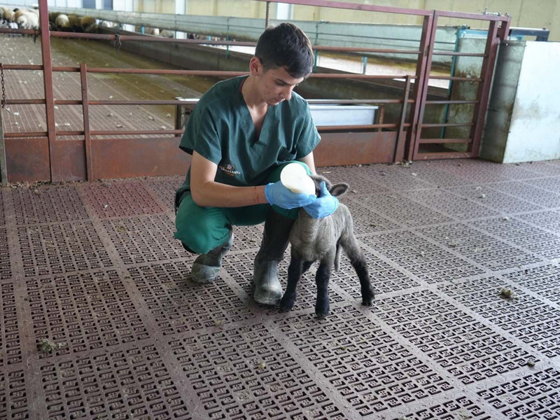 Kastamonu'da 4 yıldır süren bilimsel çalışma bitti! 55 koyundan çıkan sonuç inanılmaz - Resim: 5