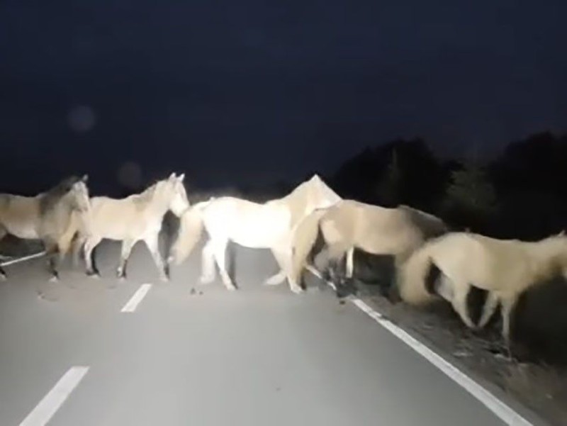 Kütahya'da sabah işe giden bir vatandaşı önüne sürü halinde çıktılar... 1 tane 2 tane değildi. Hayvanların sayısını sayamadı bile - Resim: 1