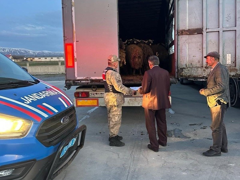 Ağrı’da 300 tane koyun bir anda ortadan yok olmuştu. Bitlis’te jandarma ekipleri 3 tane tırın kapısını açınca gördüğü manzara ile hemen harekete geçti - Resim: 1