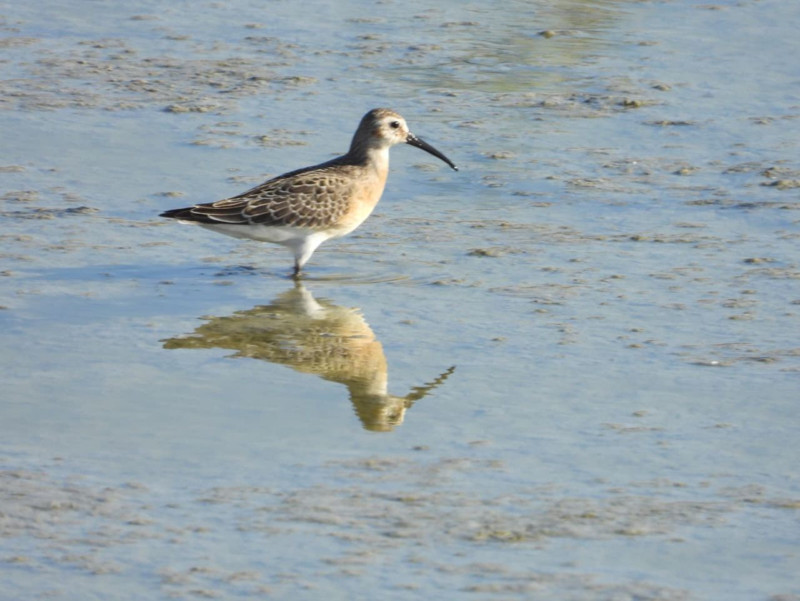 Hatay Samandağ’daki Milleyha Kuş Cenneti suyla doldu, göçmen kuşlar geri döndü - Resim: 6