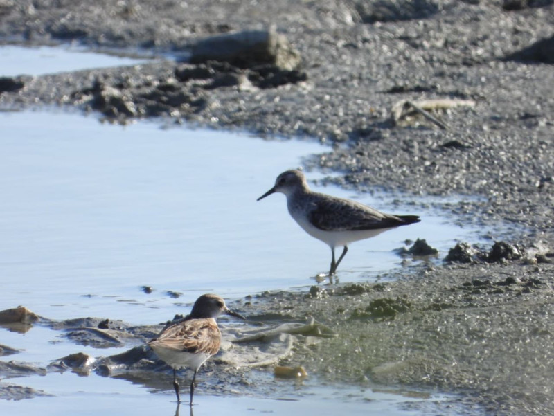 Hatay Samandağ’daki Milleyha Kuş Cenneti suyla doldu, göçmen kuşlar geri döndü - Resim: 7