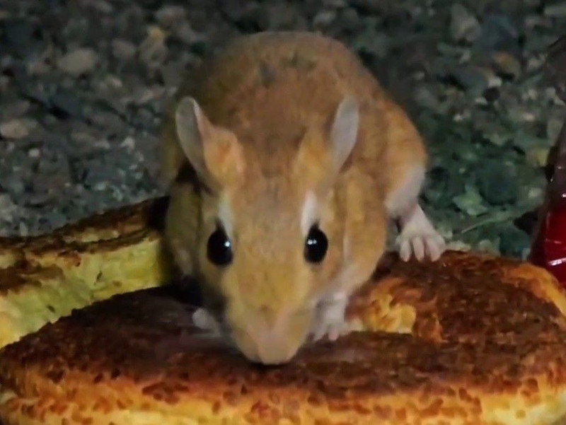 Erzurum’da bozkırın ortasında aniden belirdi, kamp yapanların hepsi dönüp ona baktı - Resim: 3