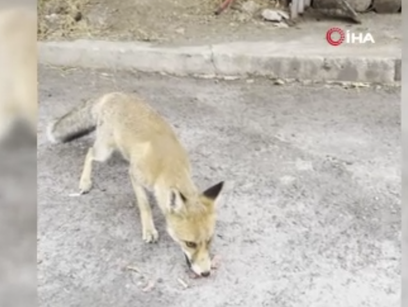 Kütahya’da maden işçilerinin yemekhanesine sık sık uğruyor, adeta maskot oldu - Resim: 3