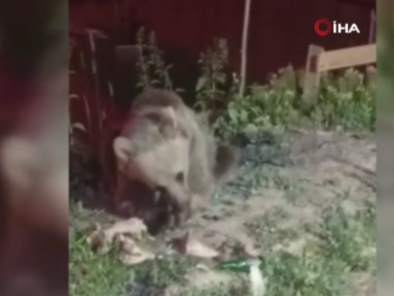 Erzincan Dumanlı Tabiat Parkı’nda çöpleri karıştırıp ormana karıştı - Resim: 1