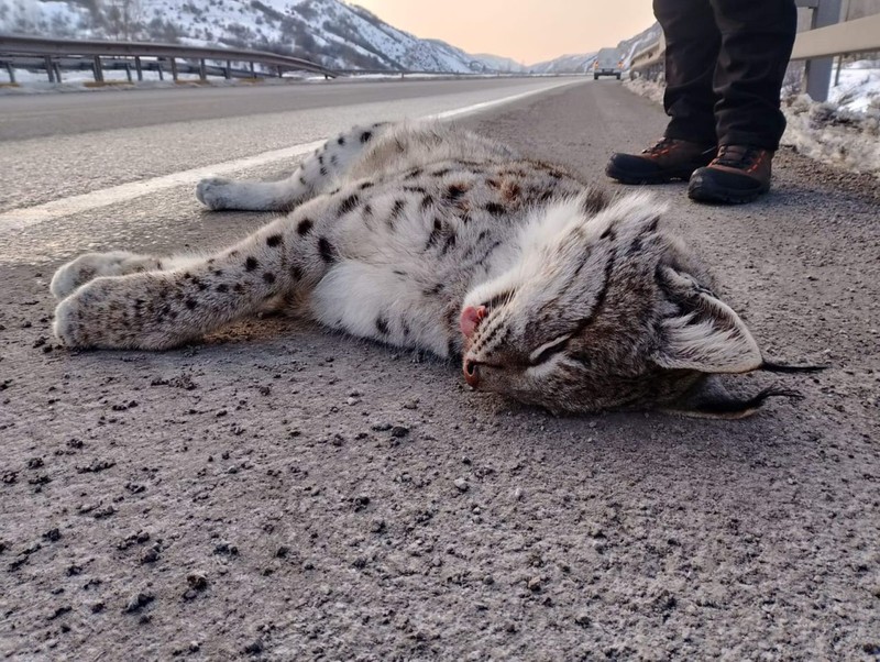 Erzincan-Erzurum karayolunda bulunan Sansa deresinden korkunç haber. Sadece 1 tane 2 tane değil. Değerli hayvanlar teker teker telef oldu - Resim: 4