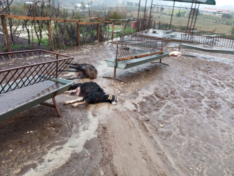 Antalya’da 1 ay içerisinde 2. kez aynı olay. 37 tane keçi telef oldu - Resim: 3