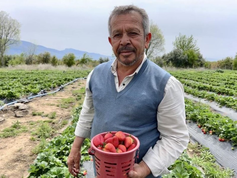 Hatay'da tarlasındaki 10.000'lercesini son anda kurtarmıştı. Vatandaşa kötü olarak yansıyacakken son anda engelledi 10.000'lercesi Türkiye'ye dağılacak - Resim: 4
