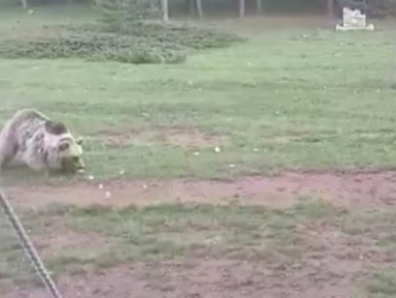 Erzincan’da yürekleri ağızlara getiren yakınlık! Koca hayvanı elleriyle besledi - Resim: 1