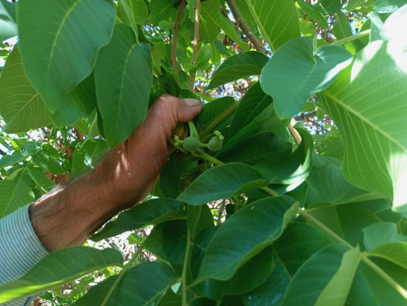 Malatya’nın Akçadağ ilçesinde şaşırtan olay! Ceviz ağaçları sonbaharda yeniden meyve verdi - Resim: 2