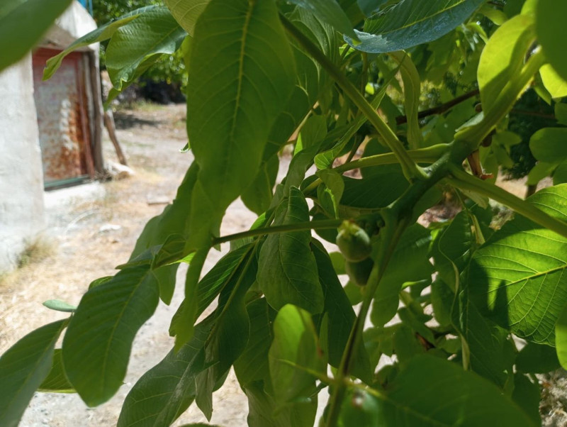 Malatya’nın Akçadağ ilçesinde şaşırtan olay! Ceviz ağaçları sonbaharda yeniden meyve verdi - Resim: 1