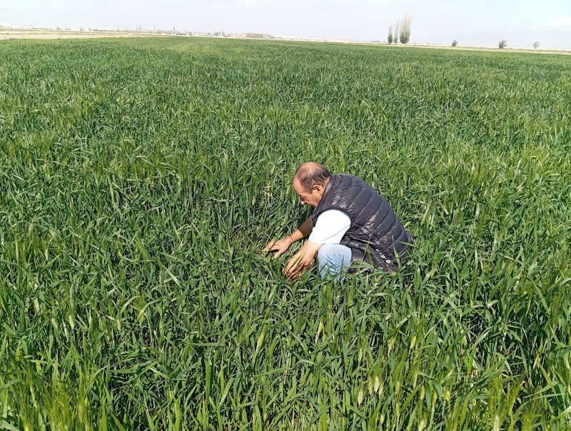 Ereğli’de süne kımıl alarmı: Çiftçiler uyarıldı, mücadele başladı! - Resim: 1