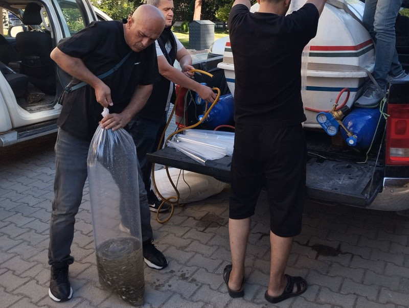 Konya'da 500.000 tanesi doğaya bırakıldı... Doğada her tarafa dağılmaları toplamda 1 dakikayı bulmadı - Resim: 3