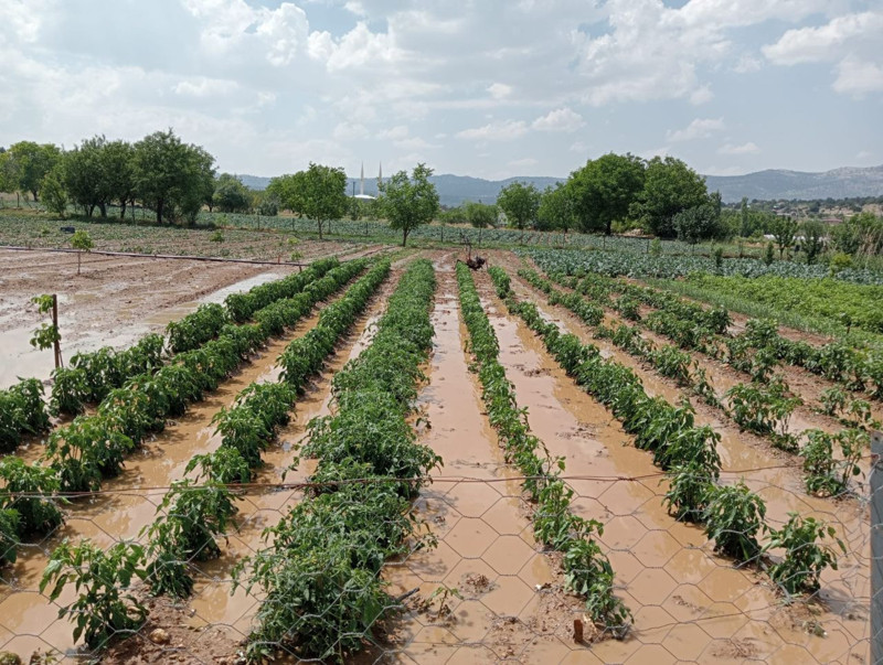 Erdemli’nin yüksek kesimlerinde şiddetli dolu yağışı tarım alanlarını vurdu - Resim: 3