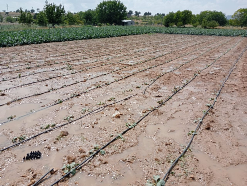 Erdemli’nin yüksek kesimlerinde şiddetli dolu yağışı tarım alanlarını vurdu - Resim: 2