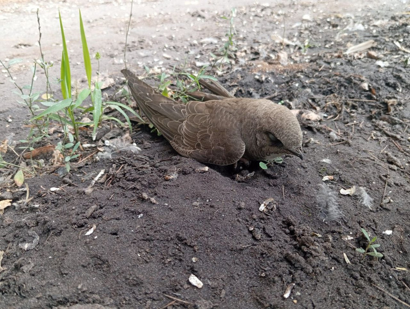 Elazığ’da sıcak havadan etkilenen hayvanı fark eden vatandaşın hareketi takdir topladı - Resim: 3