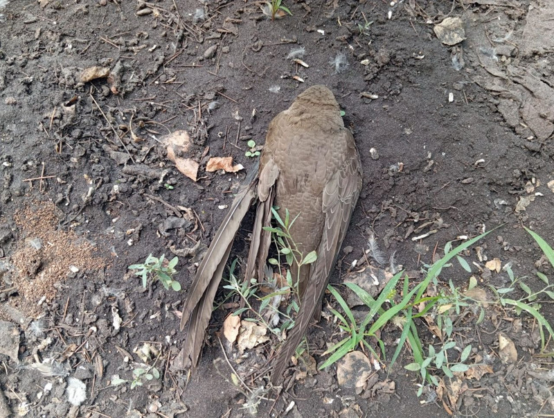 Elazığ’da sıcak havadan etkilenen hayvanı fark eden vatandaşın hareketi takdir topladı - Resim: 2