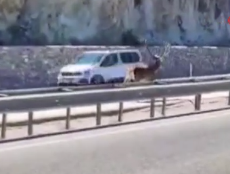 Ankara kara yolunda geyik şaşkınlığı: Sürücüler gözlerine inanamadı - Resim: 2