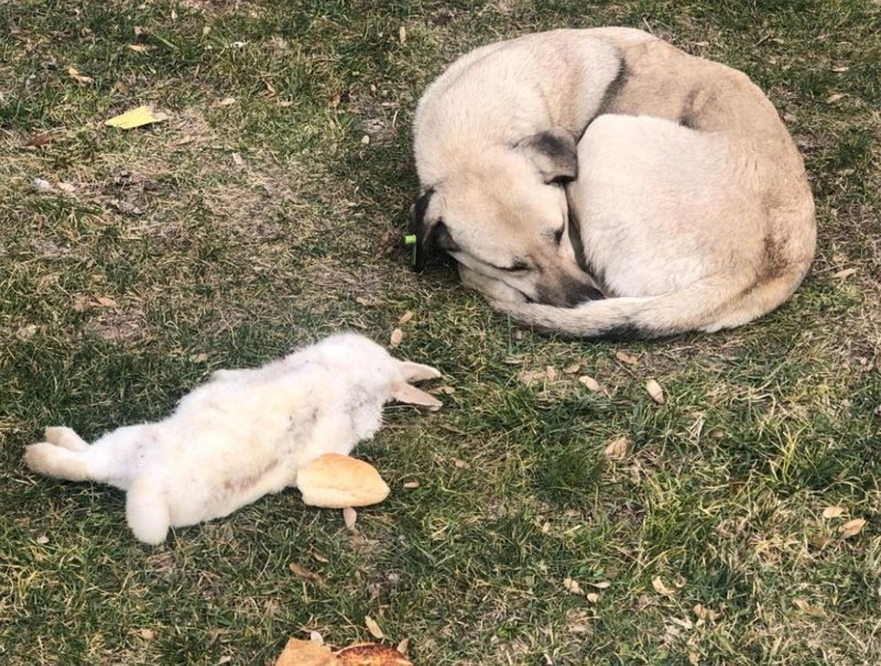 Eskişehir'de  sokakta yaşayan tavşan telef oldu. Hayvanın yanına gelen bir başka hayvanı görenler gözlerine inanamadı - Resim: 2