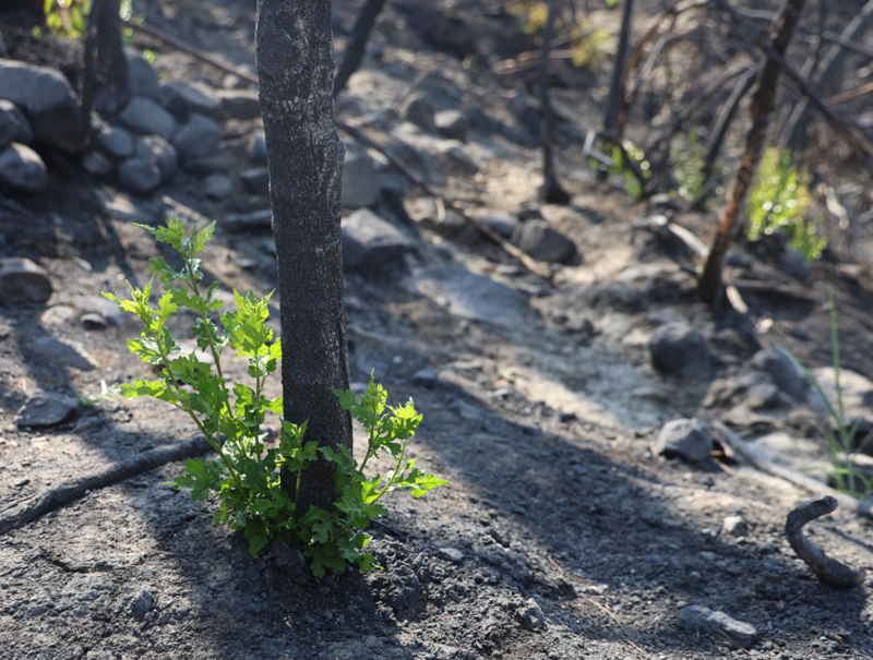 Hatay’da 36 saat süren alevlerin küllerinden filizler çıktı, Karaali’de doğa yeniden canlandı - Resim: 6