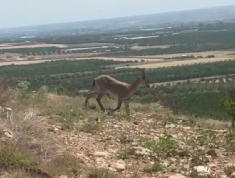Malatya’da 2 ayrı ilçede sürü halinde görüntülendiler. Onlara sadece uzaktan bakabilirsiniz. Dokunanın 650.000’i gider - Resim: 3