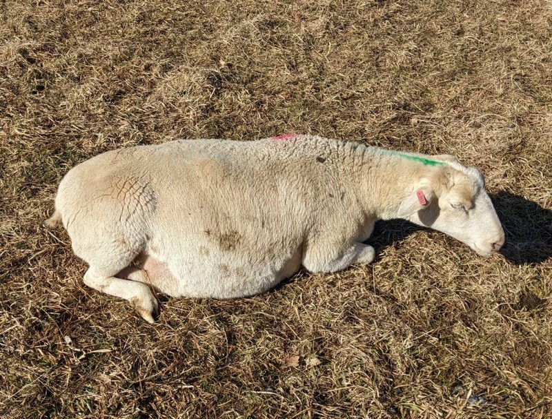 Çiftçi hamile koyununa bakmak için ahıra girdiğinde diğer koyunların arasında hayret manzarayı gördü. 2'si büzülmüş şekilde bakıyordu. Resmen kıyamet alameti - Resim: 1