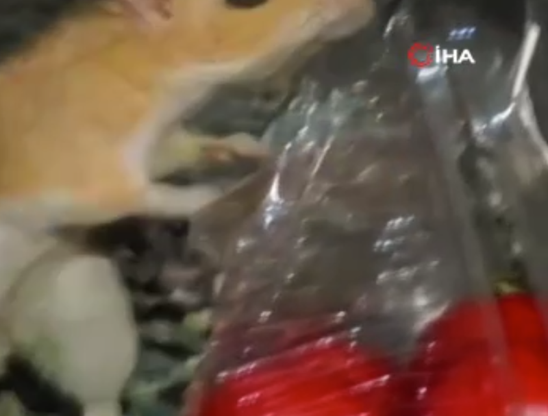 Erzurum’da bozkırın ortasında aniden belirdi, kamp yapanların hepsi dönüp ona baktı - Resim: 2