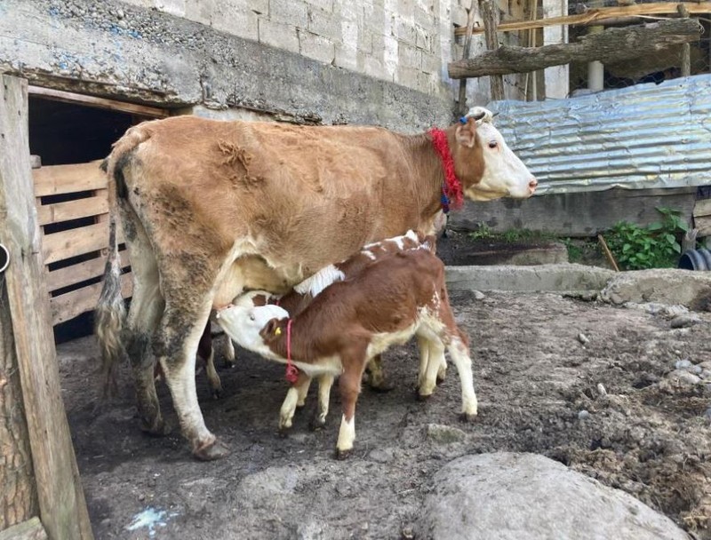 Artvin'de çok sayıda hayvanı olan aile, çiftlikteki ahıra girdiğinde 1 tane ineklerine bakınca hemen yanında tam 4 tanesini gördü. Baktılar 4 tane yine ordaydı - Resim: 2