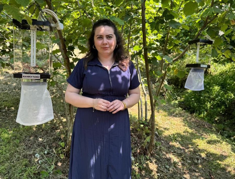 Giresun'da haftada 250.000 ile çoğalabilen büyük istilacı hayvana karşı yeni önlem başlatıldı. Yüzde 97 oranında başarı sağlandı - Resim: 2