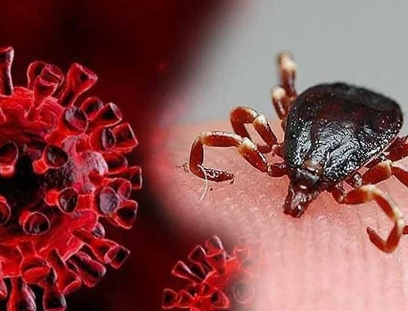 KKKA kabusu geri döndü! Can kayıpları artıyor! Peki virüs bulaşıcı mı? Hangi bölgeler tehlike altında? İşte detaylar! - Resim: 7