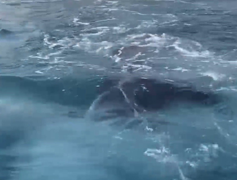 Antalya’nın Demre ilçesinde kayalıklara sıkışan hayvan tekneciler tarafından kurtarıldı - Resim: 4