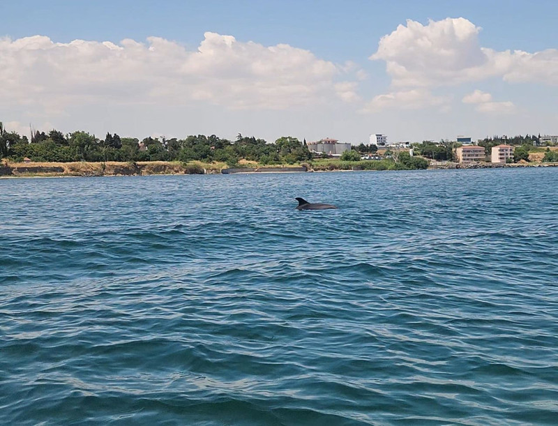 Marmara'nın sürpriz misafirleri! 2 tanesi teknenin yanında ortaya çıktı - Resim: 2