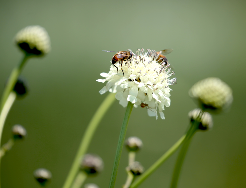 Kars’ta aynı gün üç farklı yaban hayvanı görüntülendi - Resim: 1