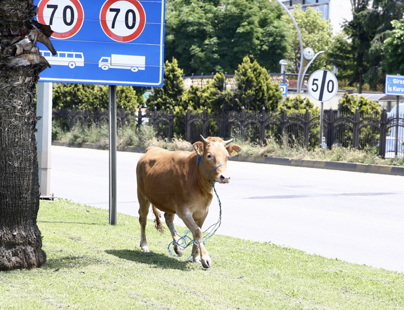 Karadeniz'de kıyıya doğru yanaşırken parlayan hayvanı gören vatandaşlar şaştı kaldı! Kendi imkanlarıyla kıyıya çıktı - Resim: 1