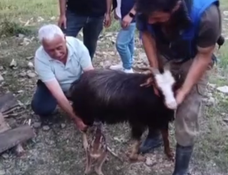 Sinop’ta 150’den fazla keçisini otlatmak için yaylaya giden çoban bir anda karşısında onu gördü. Yanlarına getirdiğinde 150 keçi bile ona merhametle baktı - Resim: 5