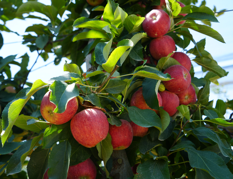 Niğde’de şiddetli don nedeniyle elma üretimi yüzde 95 düştü, ihracat olumsuz etkilenecek - Resim: 1
