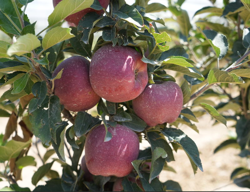 Niğde’de şiddetli don nedeniyle elma üretimi yüzde 95 düştü, ihracat olumsuz etkilenecek - Resim: 5