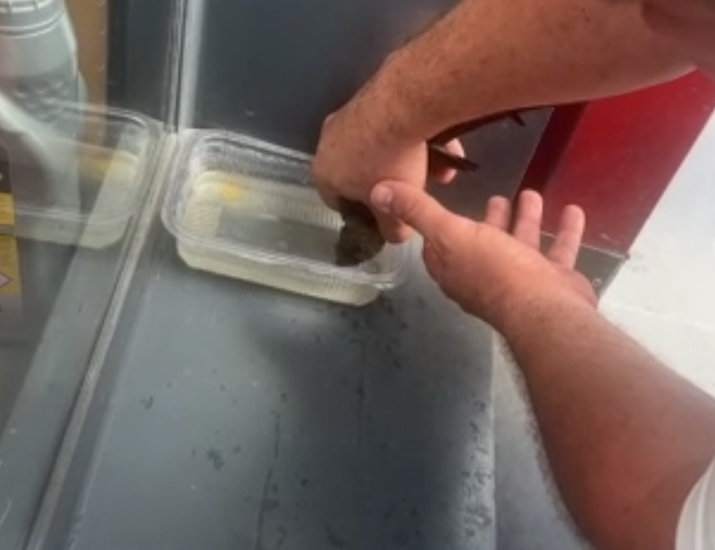 İstanbul'da bitkin düşen hayvanı arabanın altından hiç düşünmeden kurtardı! Taksicinin hareketi takdir topladı - Resim: 3