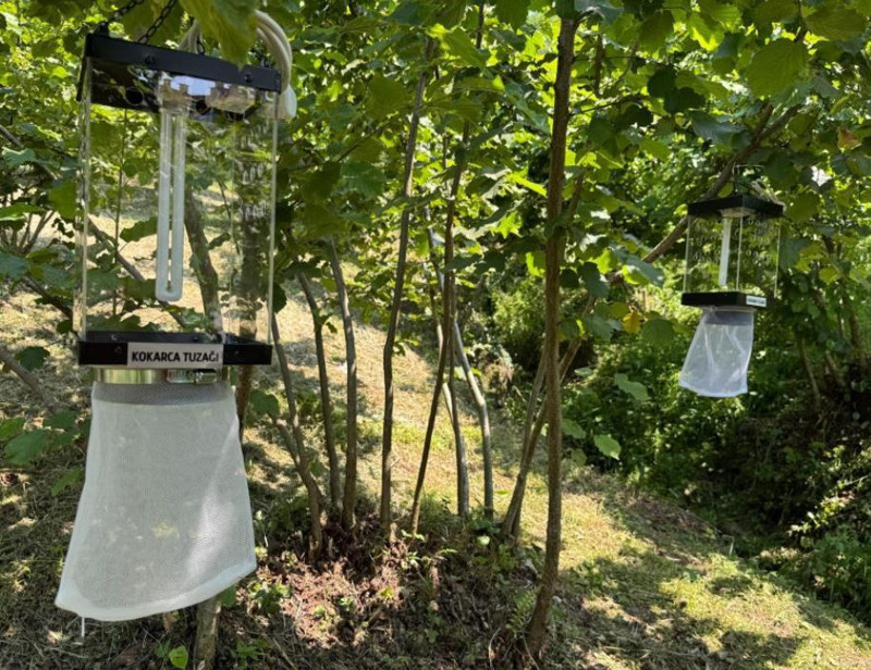 Giresun'da haftada 250.000 ile çoğalabilen büyük istilacı hayvana karşı yeni önlem başlatıldı. Yüzde 97 oranında başarı sağlandı - Resim: 3