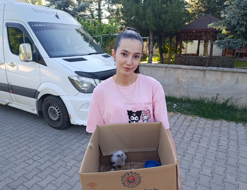 Sivas’ta 16 yaşındaki genç kız parkta 1 tanesini gördü. Bir köşeye sıkışmış korkulu gözlerle etrafa bakıyordu - Resim: 1