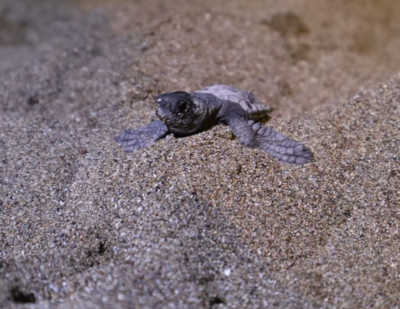 Arka ayağı yoktu! Atlas'ın yavruları denizle buluştu - Resim: 1